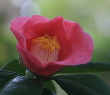 Camellia Oil4